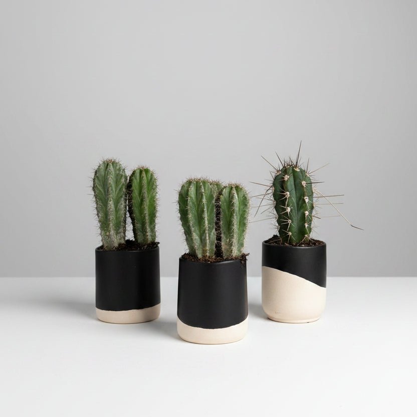 4" Cactus in Black and White Container - Bloomfields