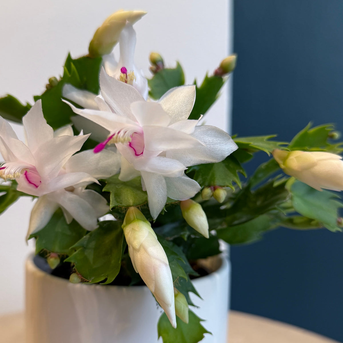 4&quot; Christmas Cactus - Bloomfields