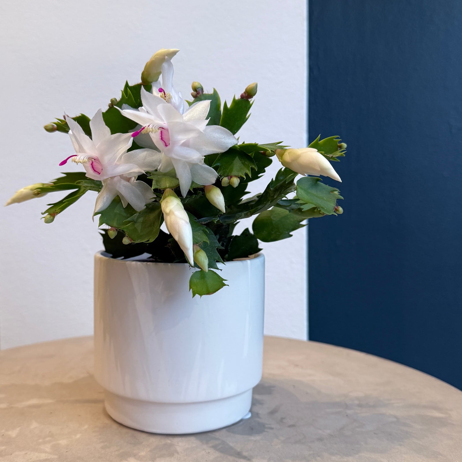 4" Christmas Cactus - Bloomfields