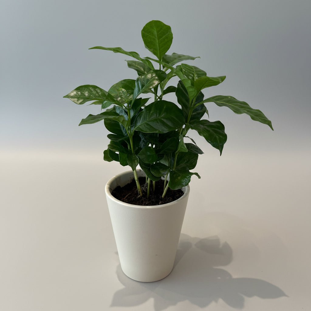 4" Coffee Plant - Bloomfields