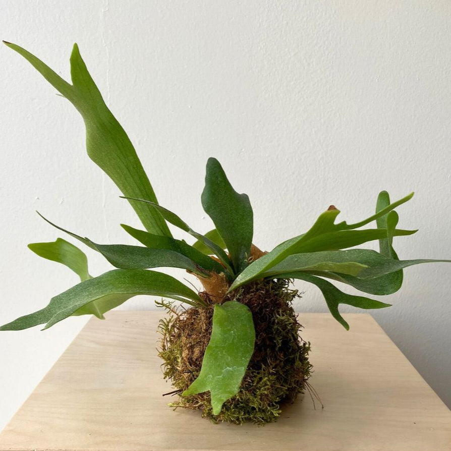 4&quot; Elkhorn Fern Kokedama - Bloomfields