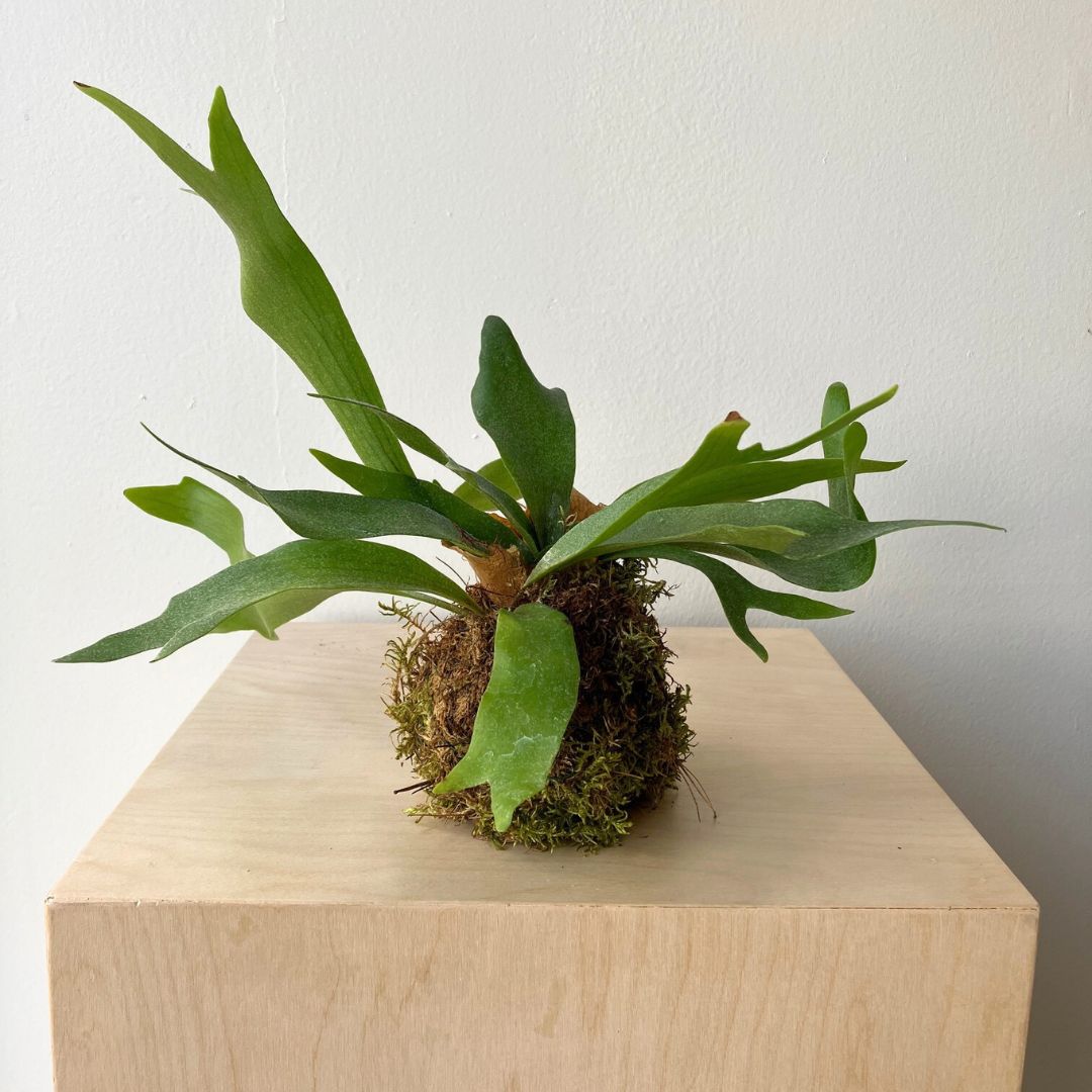 4" Elkhorn Fern Kokedama - Bloomfields