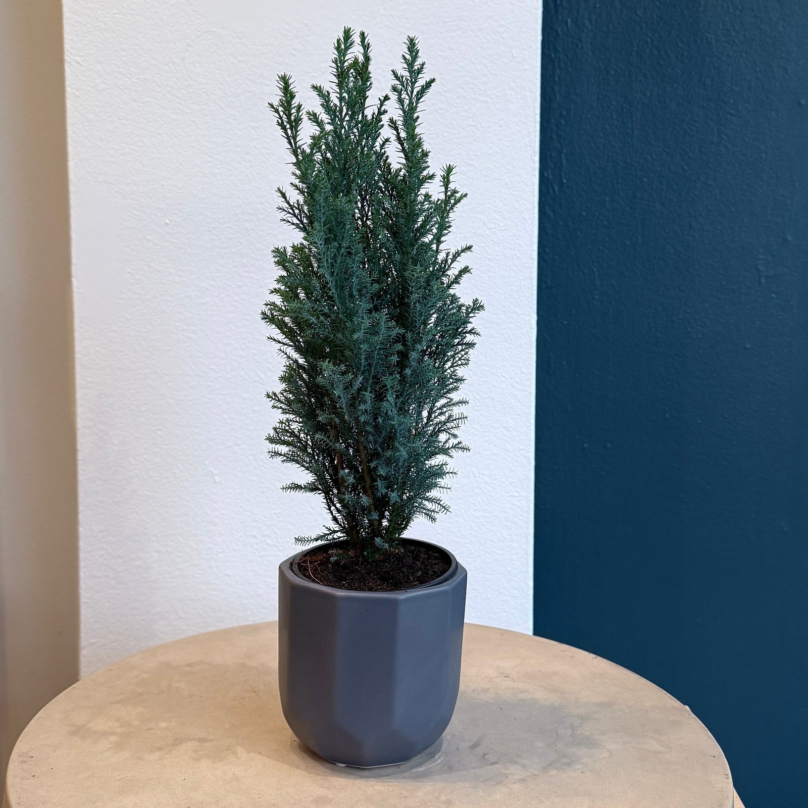 4" Elwoodii Cypress - Bloomfields