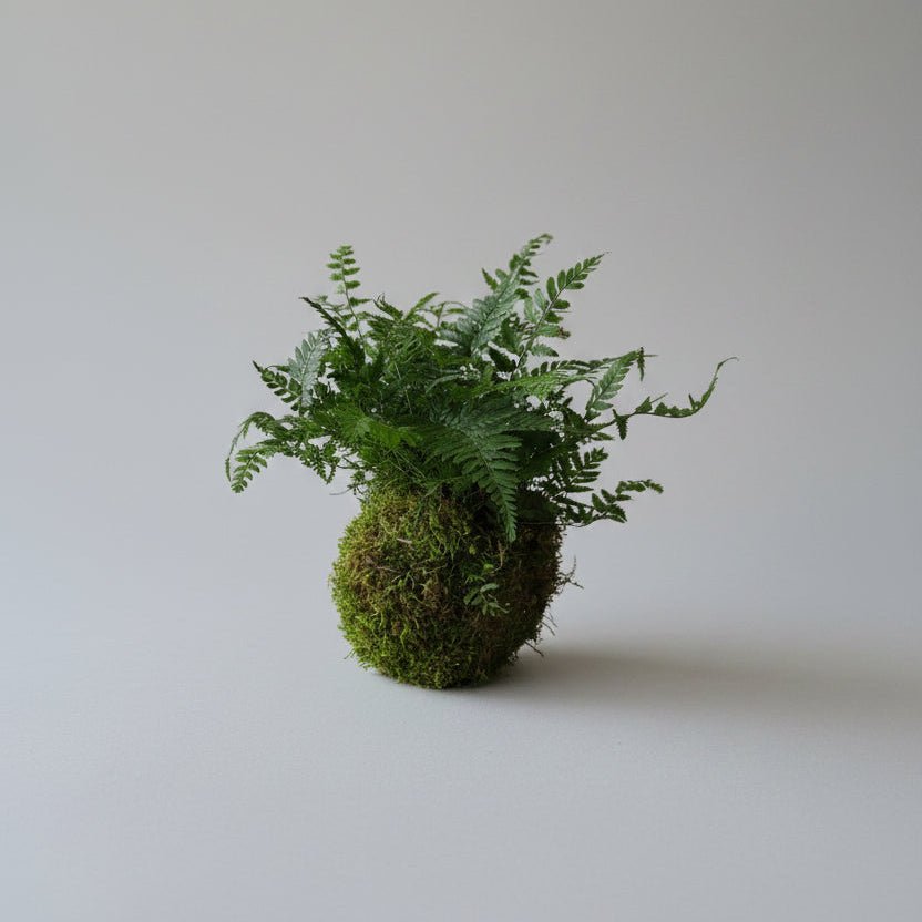 4" Fern Kokedama - Bloomfields