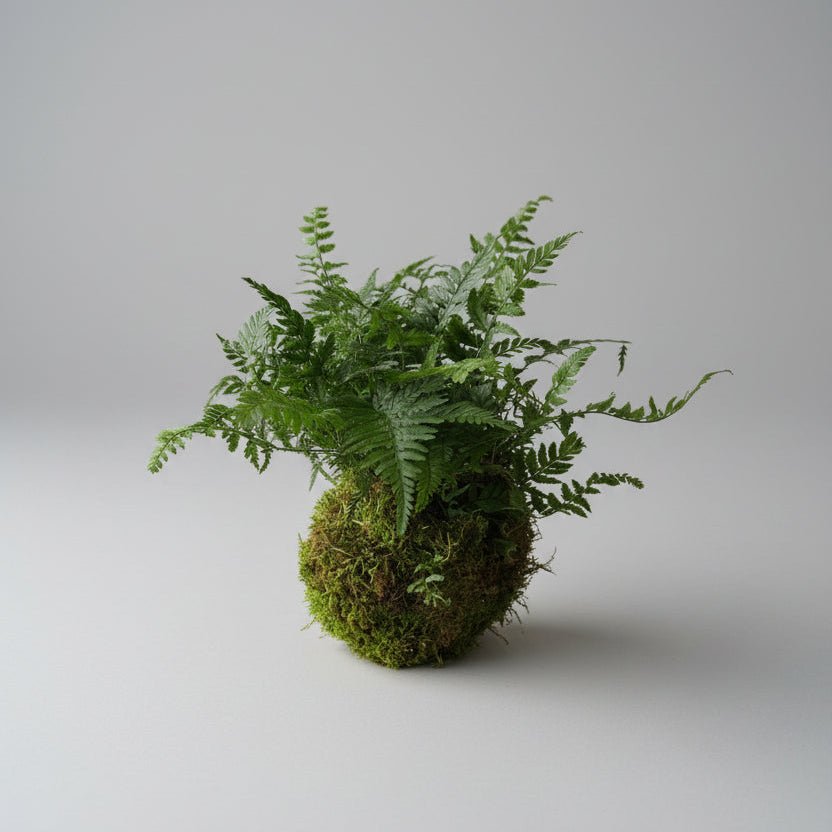 4" Fern Kokedama - Bloomfields