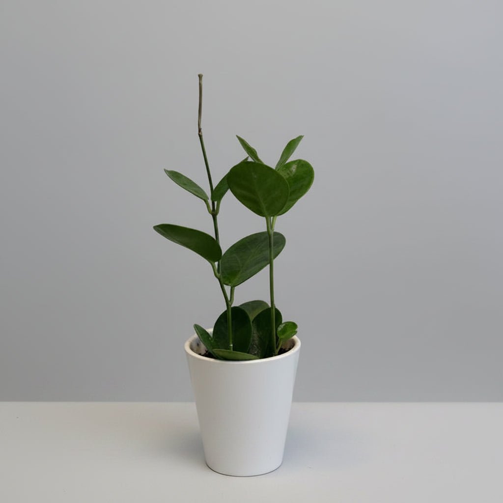 4" Hoya - Bloomfields