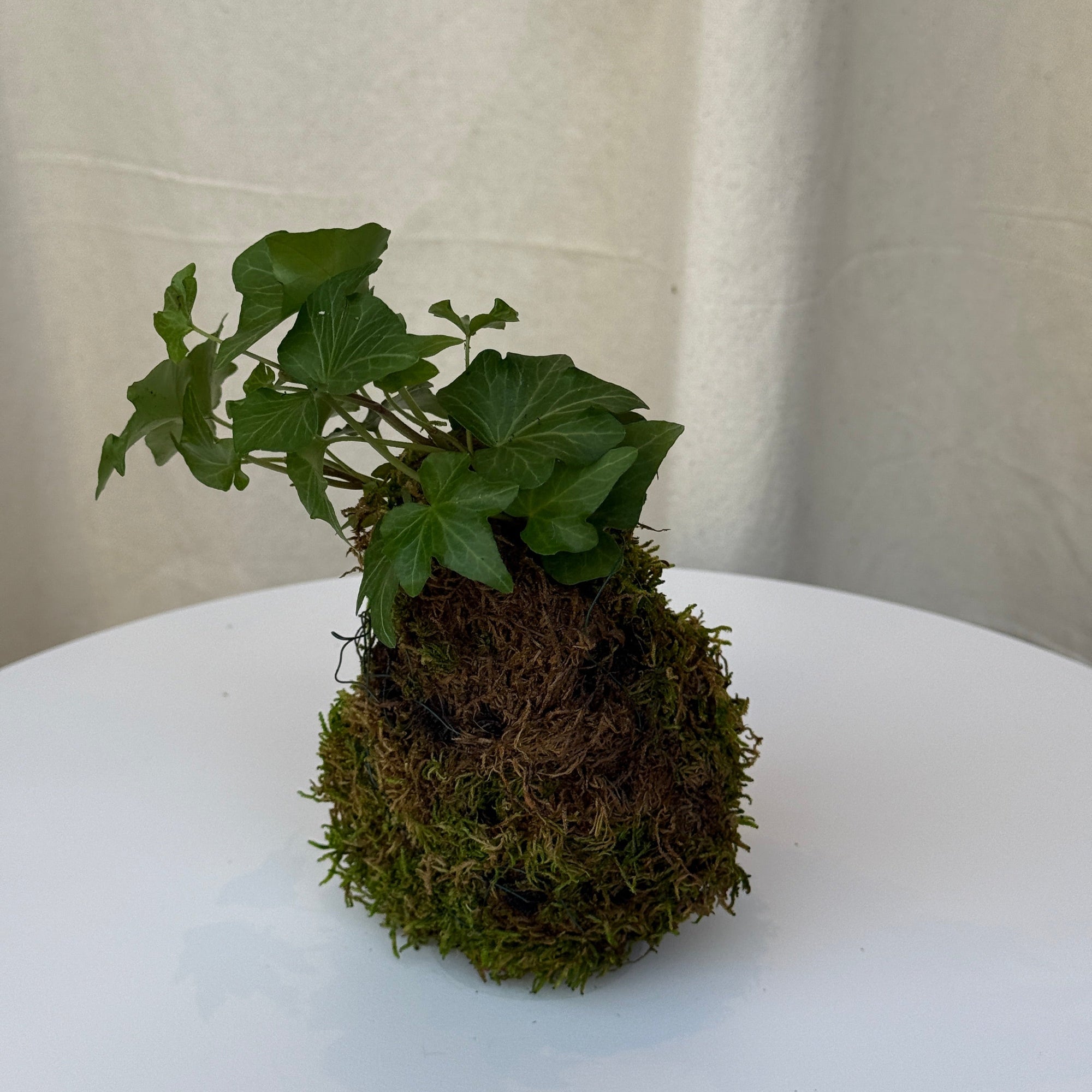 4" Ivy Kokedama - Bloomfields