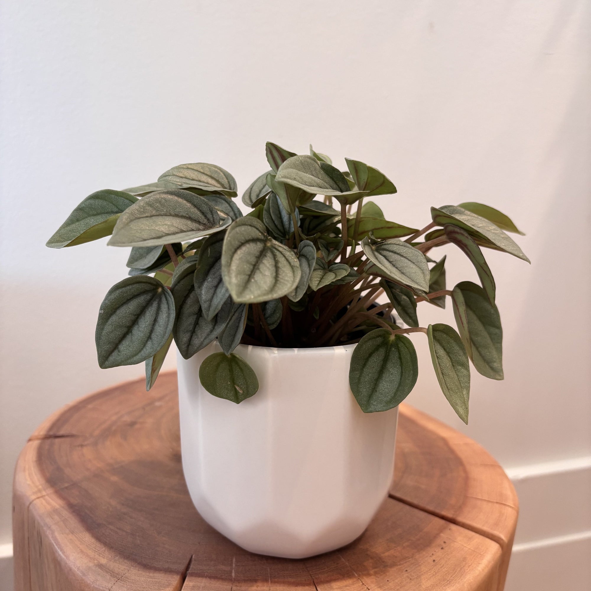 4" Peperomia Frost - Bloomfields