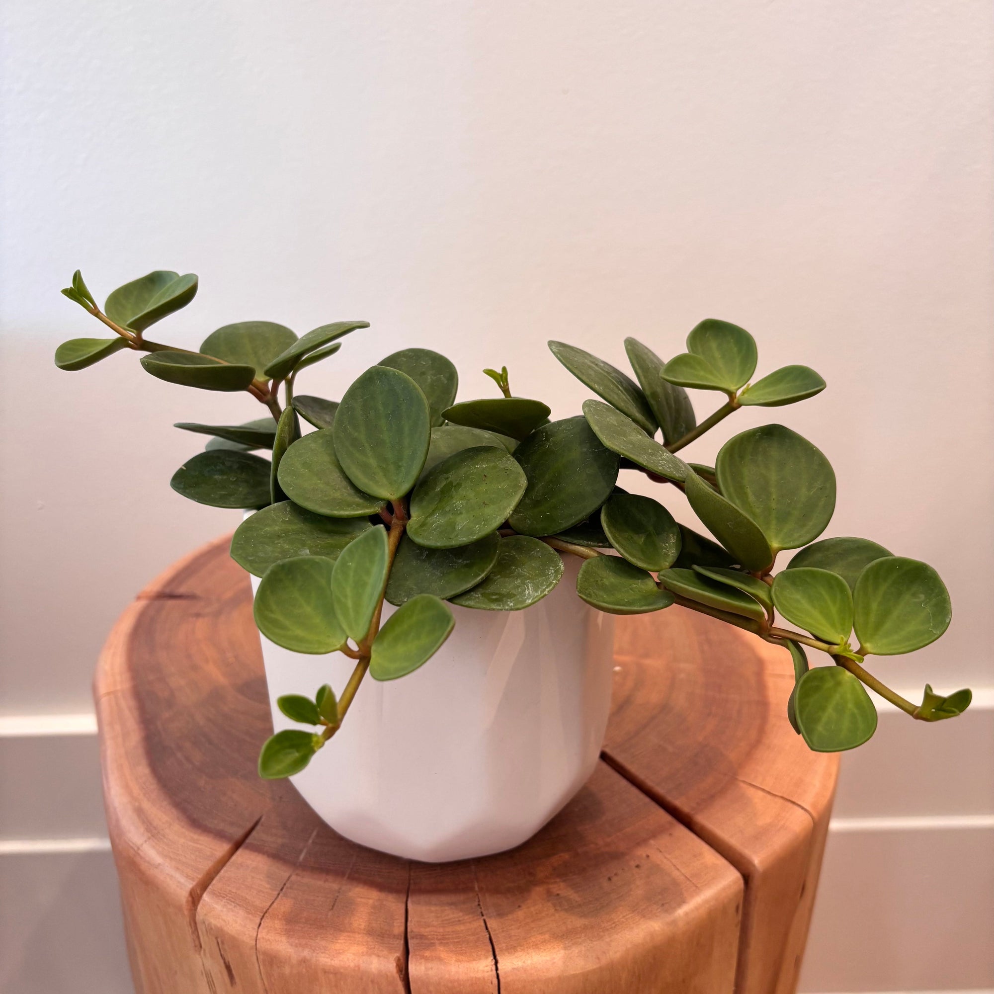 4" Peperomia Hope - Bloomfields