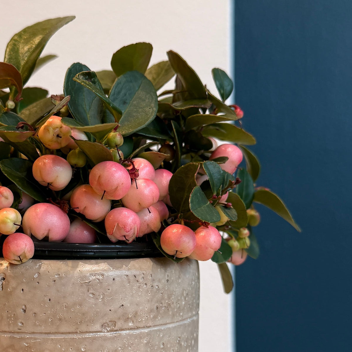 4&quot; Pink Gaultheria - Bloomfields