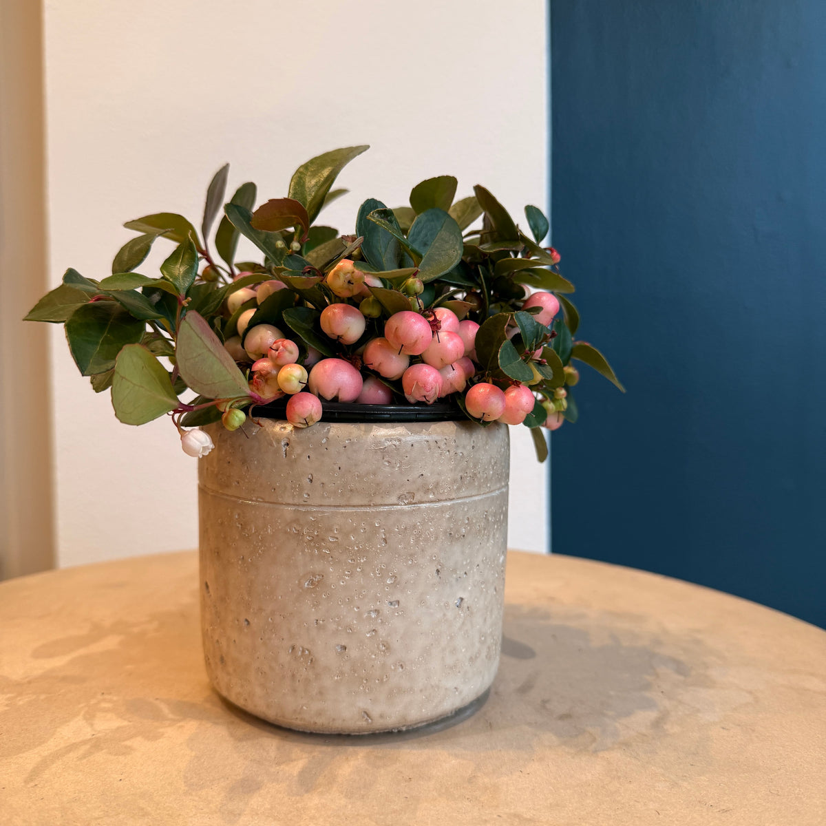 4&quot; Pink Gaultheria - Bloomfields