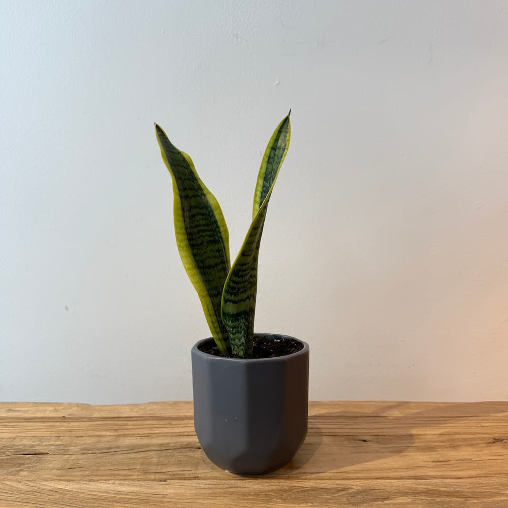 4" Sansevieria Laurentii - Bloomfields