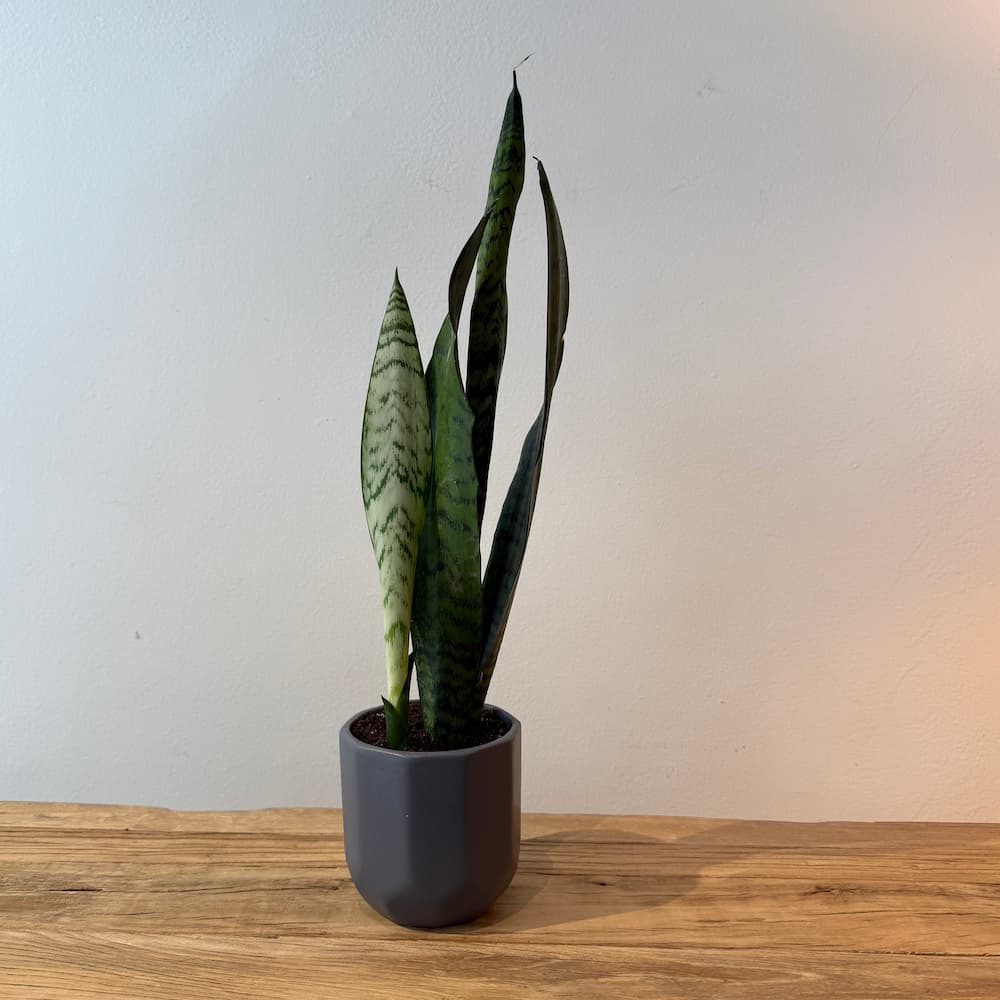 4" Sansevieria Zeylanica - Bloomfields