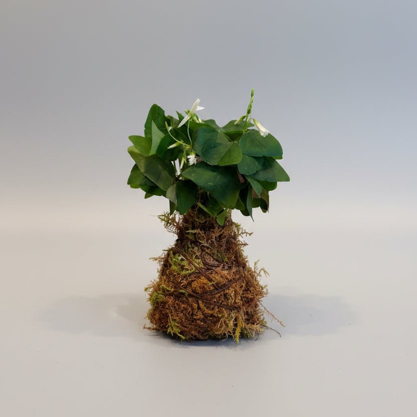 4" Shamrock Oxalis Kokedama - Bloomfields