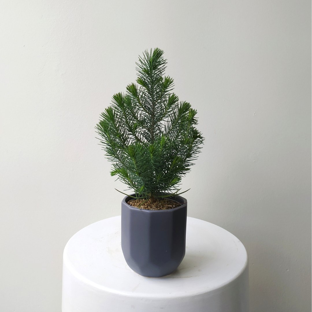 4&quot; Stone Pine - Bloomfields