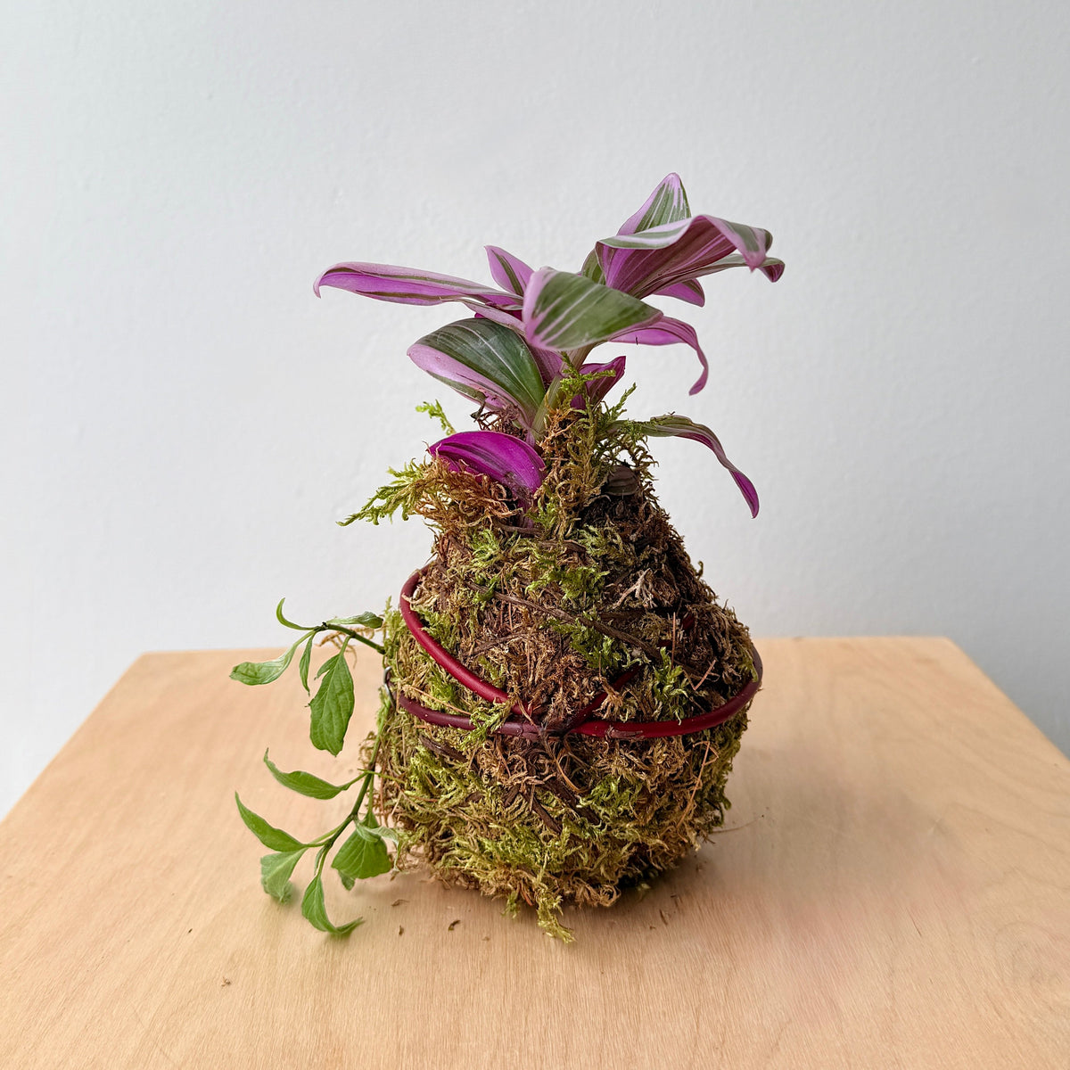 4" Tradescantia Bubblegum Kokedama - Bloomfields