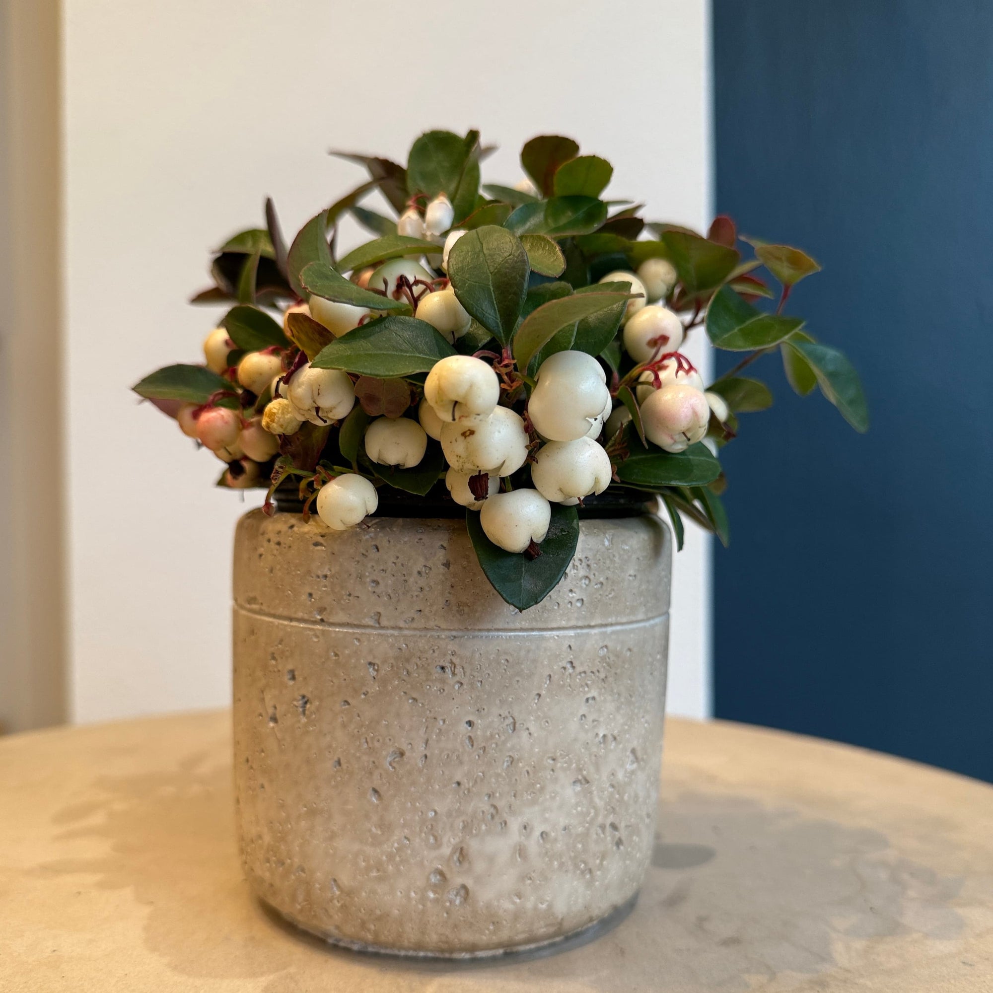 4" White Gaultheria - Bloomfields