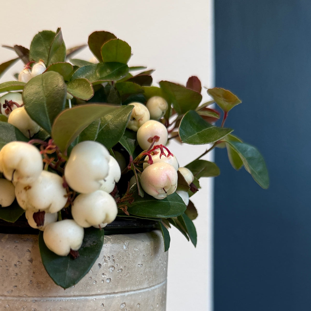 4&quot; White Gaultheria - Bloomfields