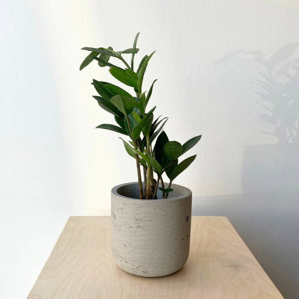 4&quot; ZZ Plant - Bloomfields