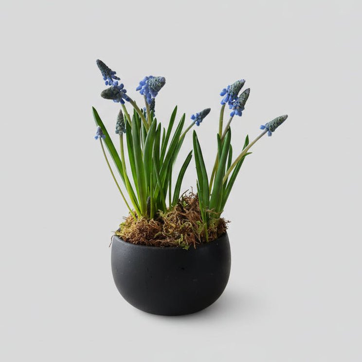 4.5" Blue Muscari - Bloomfields