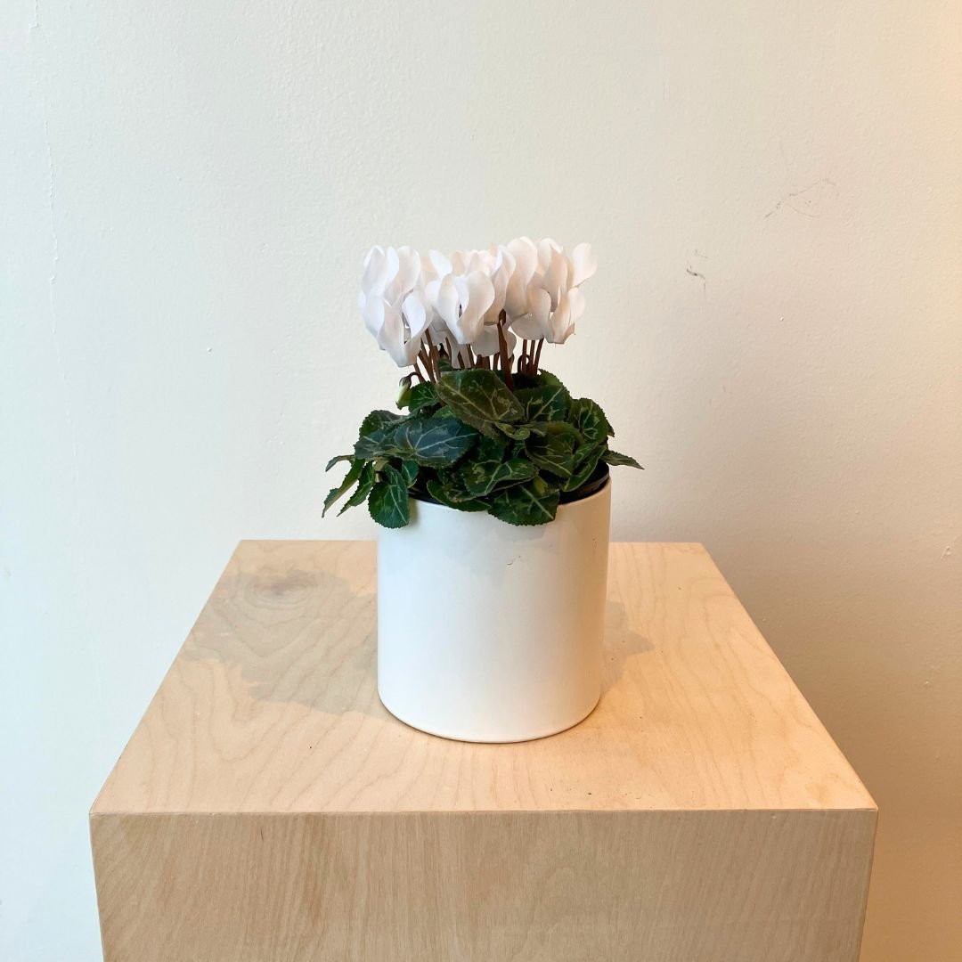 4.5" Cyclamen - Bloomfields