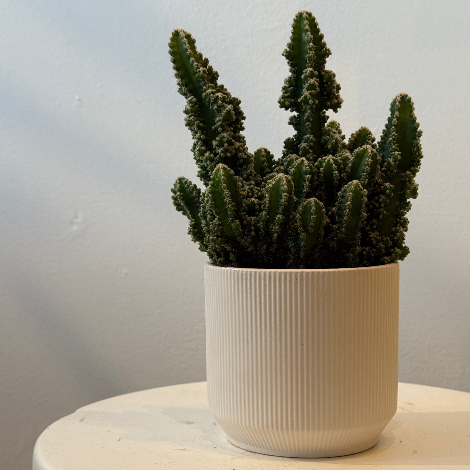 4.5" Fairy Castle Cactus - Bloomfields