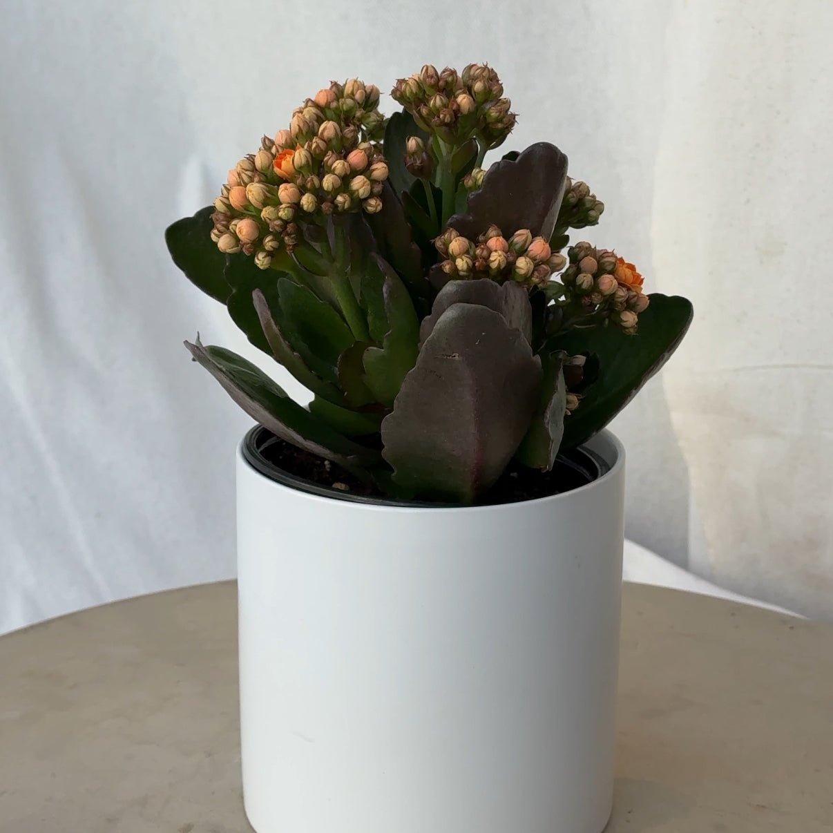 4.5" Orange Calandiva - Bloomfields