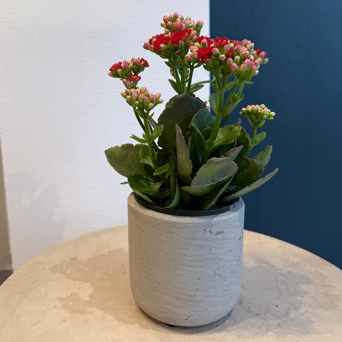 4.5&quot; Red Calandiva - Bloomfields