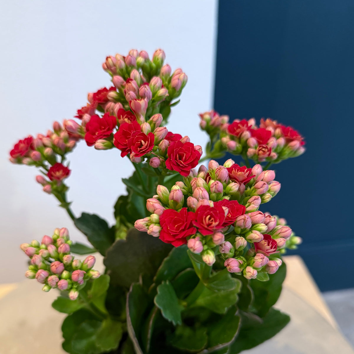 4.5&quot; Red Calandiva - Bloomfields