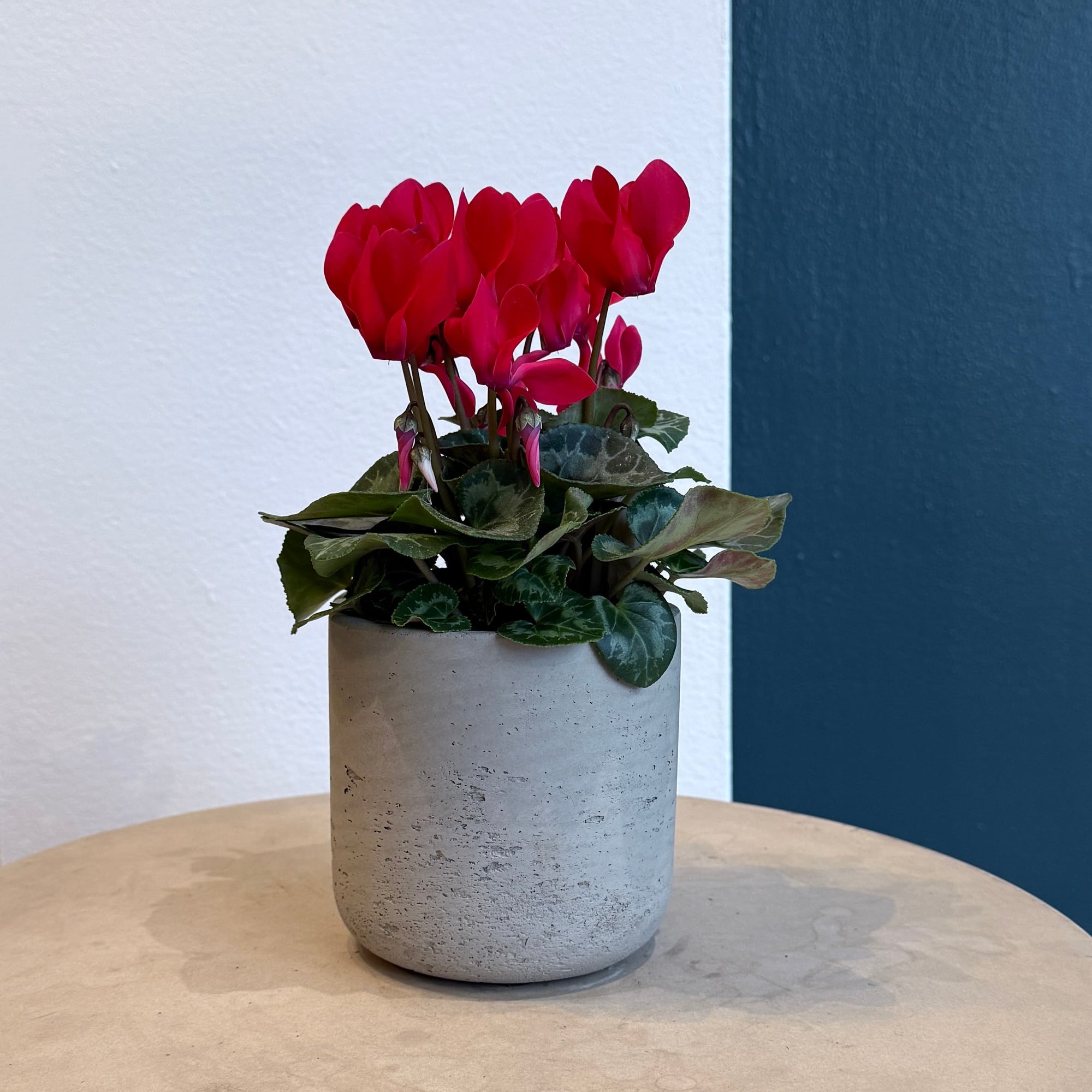 4.5" Red Cyclamen - Bloomfields