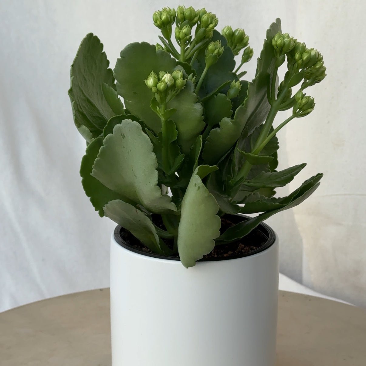 4.5" White Calandiva - Bloomfields