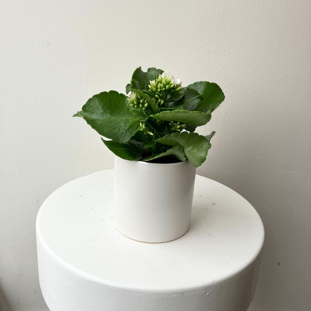 4.5" White Kalanchoe - Bloomfields