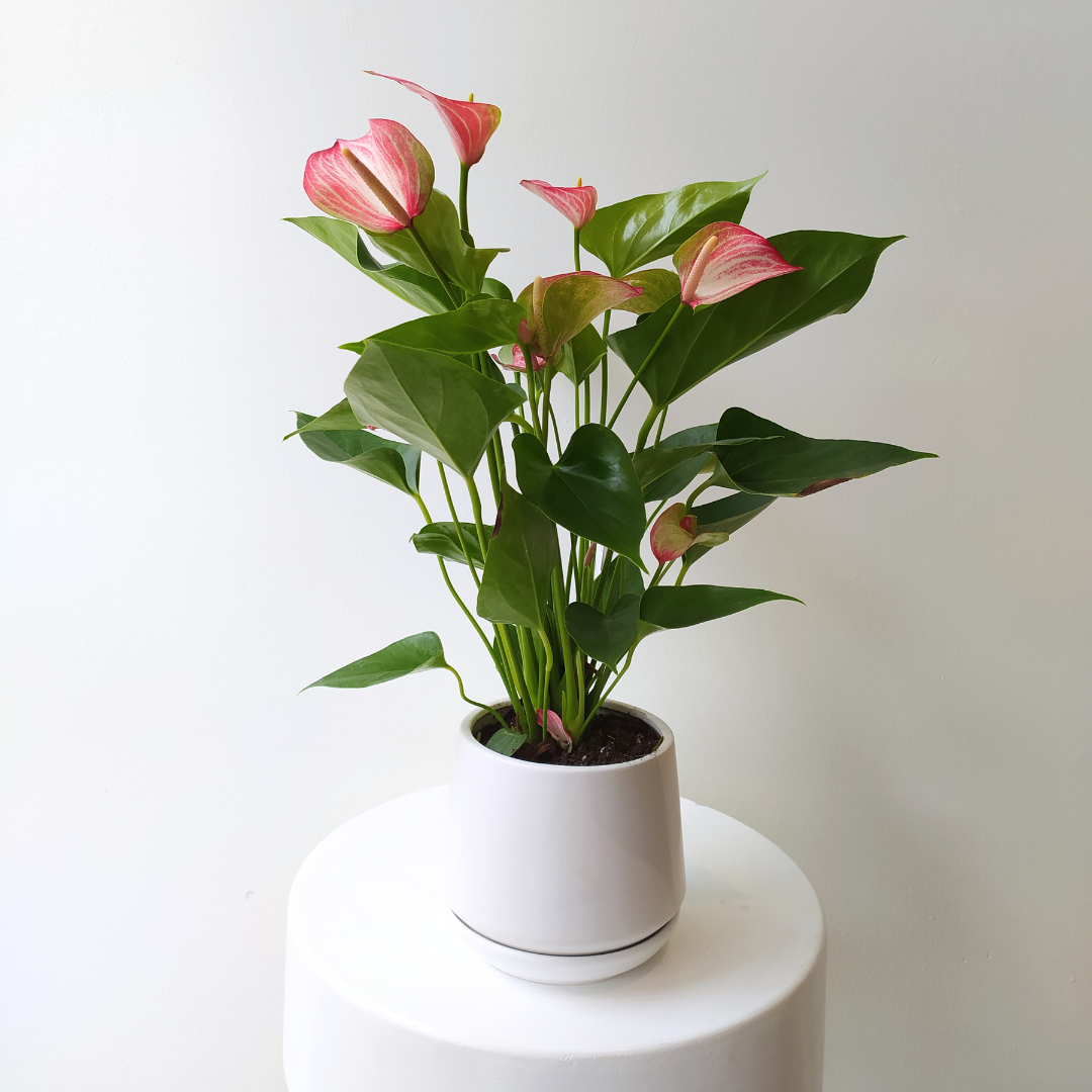 6" Striped Anthurium
