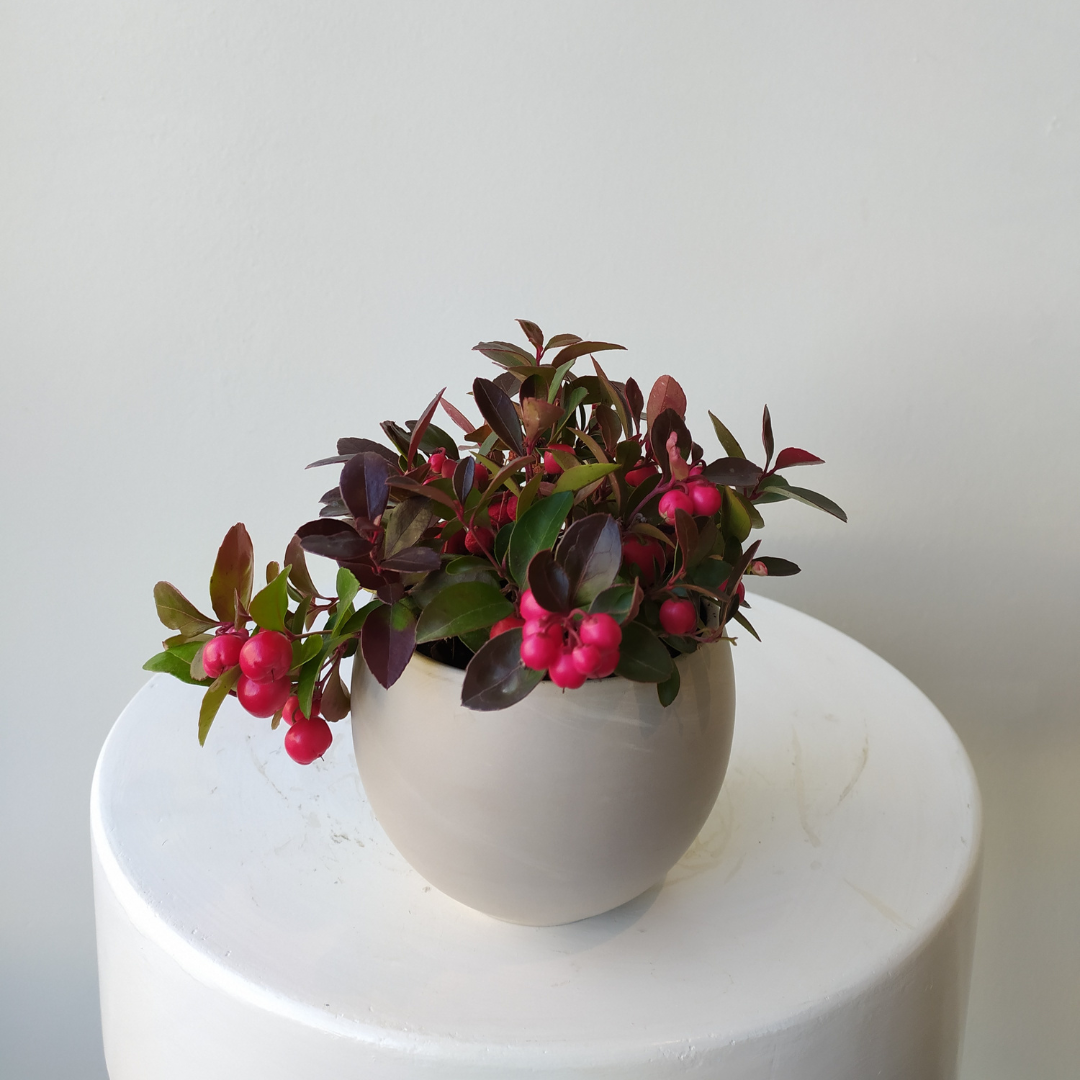 4" Gaultheria in Luna Pot
