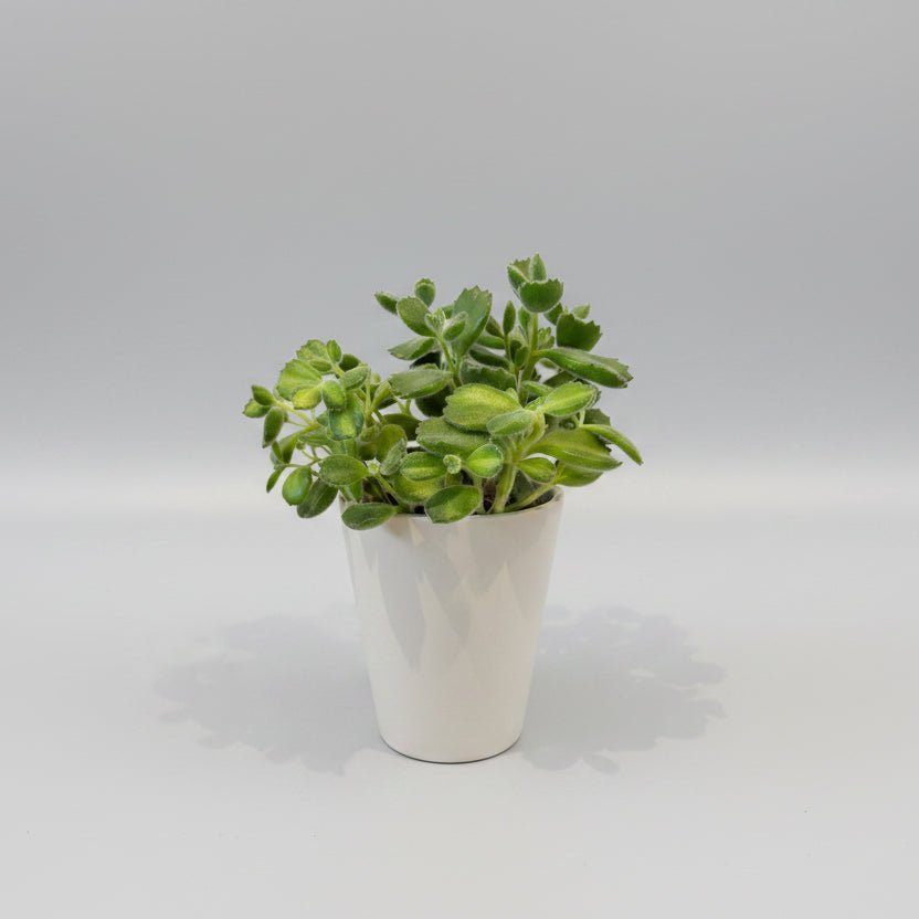 4"Bear paw Succulent - Bloomfields