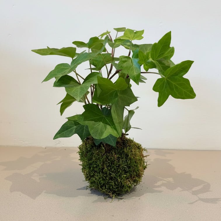 4"Ivy Kokedama - Bloomfields