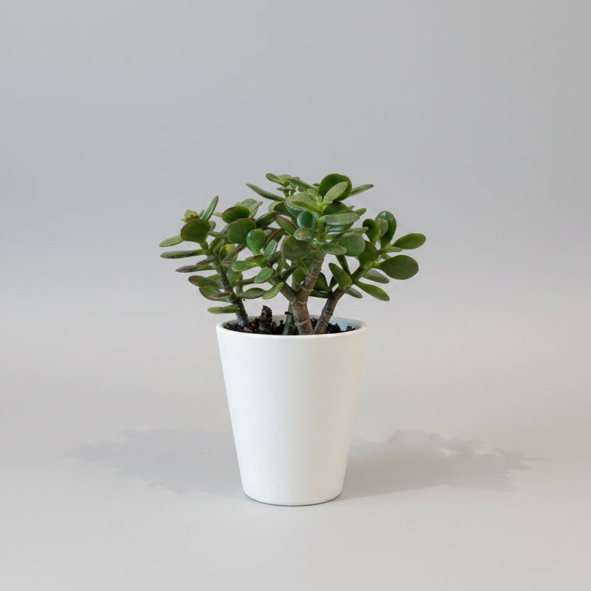 4"Jade - Bloomfields