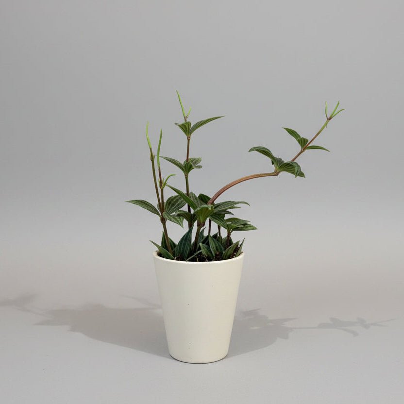 4"Peperomia 'Periskifolia' - Bloomfields