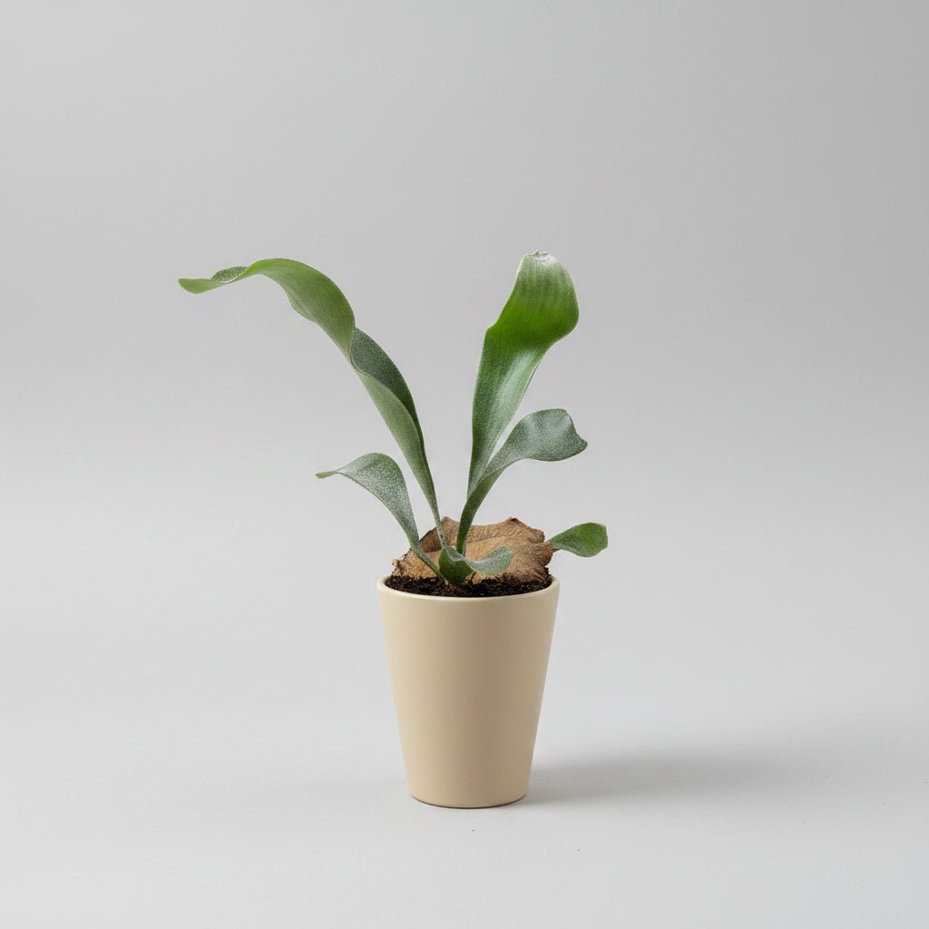 4"Staghorn Fern - Bloomfields