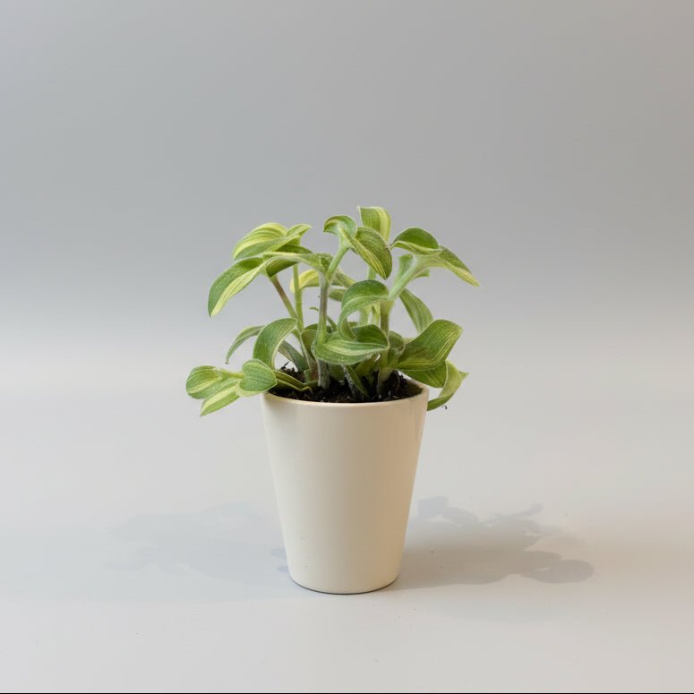 4"Tradescantia - Bloomfields