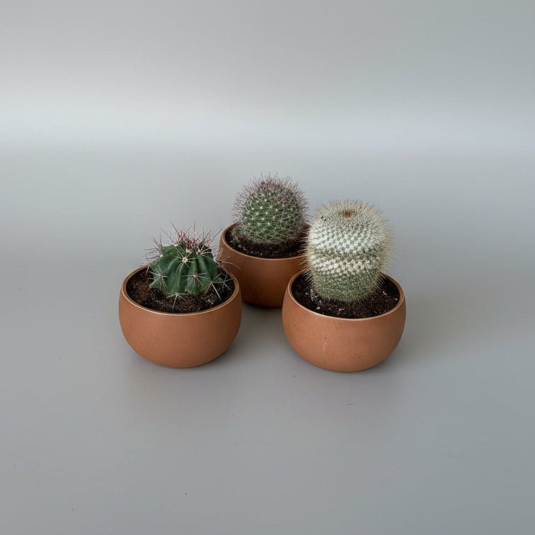 5" Assorted Cactus - Bloomfields