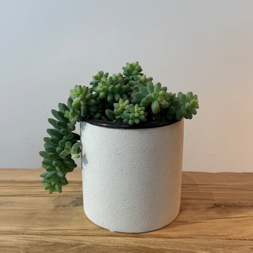 5" Burro's Tail - Bloomfields