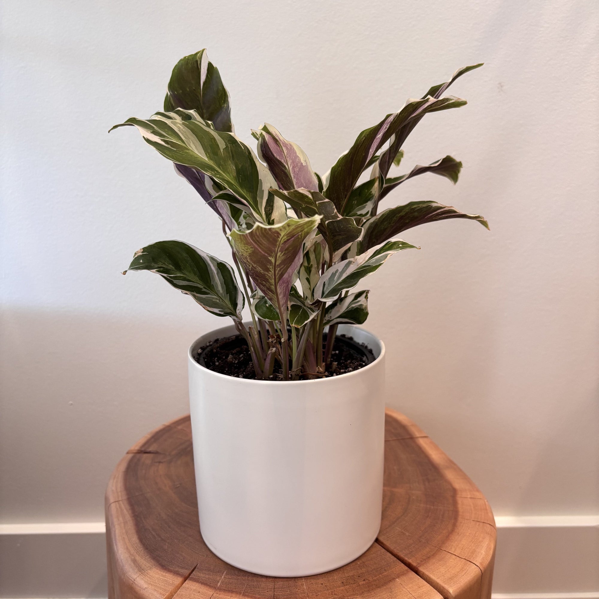 5" Calathea White Fusion - Bloomfields