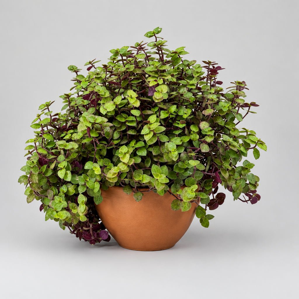 5" Calissia Golden - Bloomfields