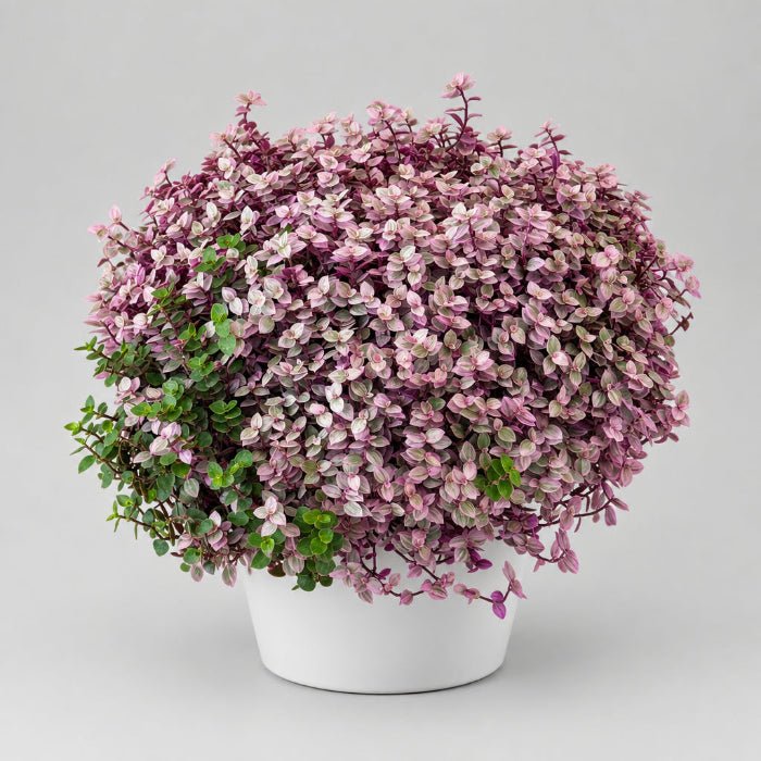5" Calissia Pink Lady - Bloomfields