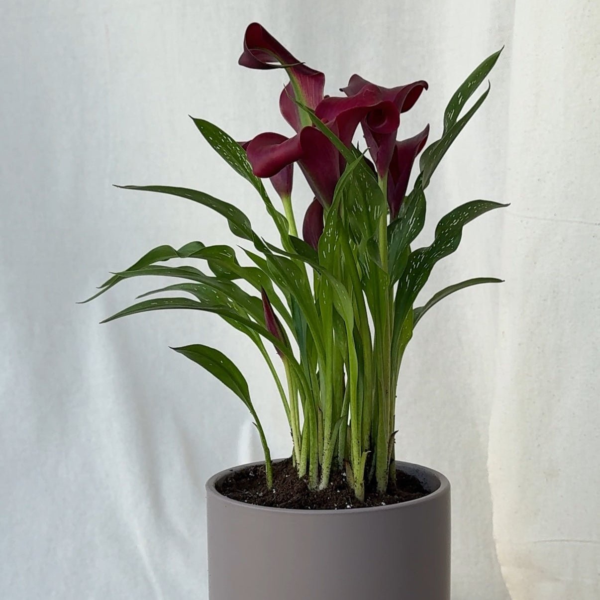 5" Calla Lily in Plum - Bloomfields