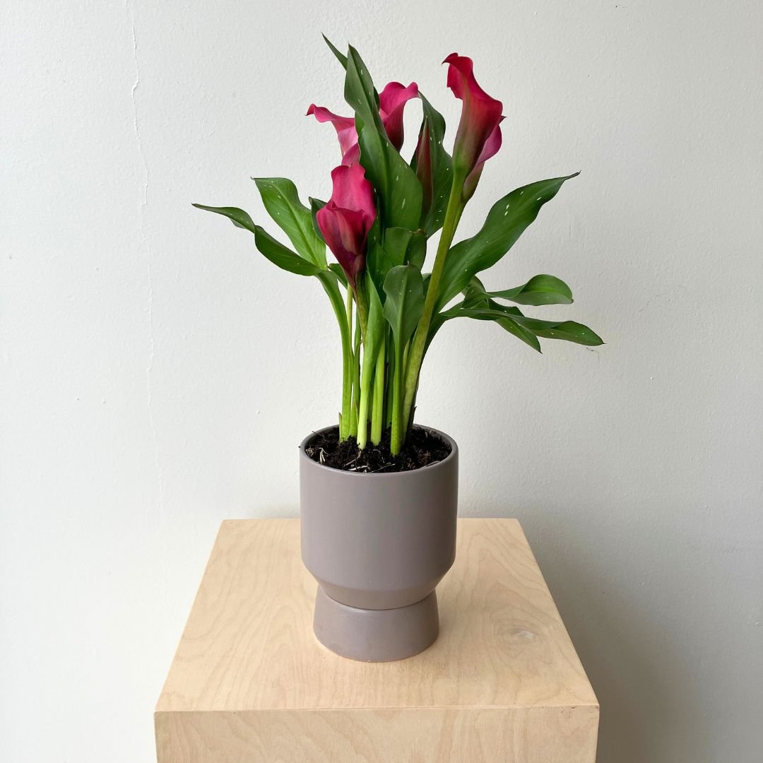 5&quot; Calla Lily in Plum - Bloomfields