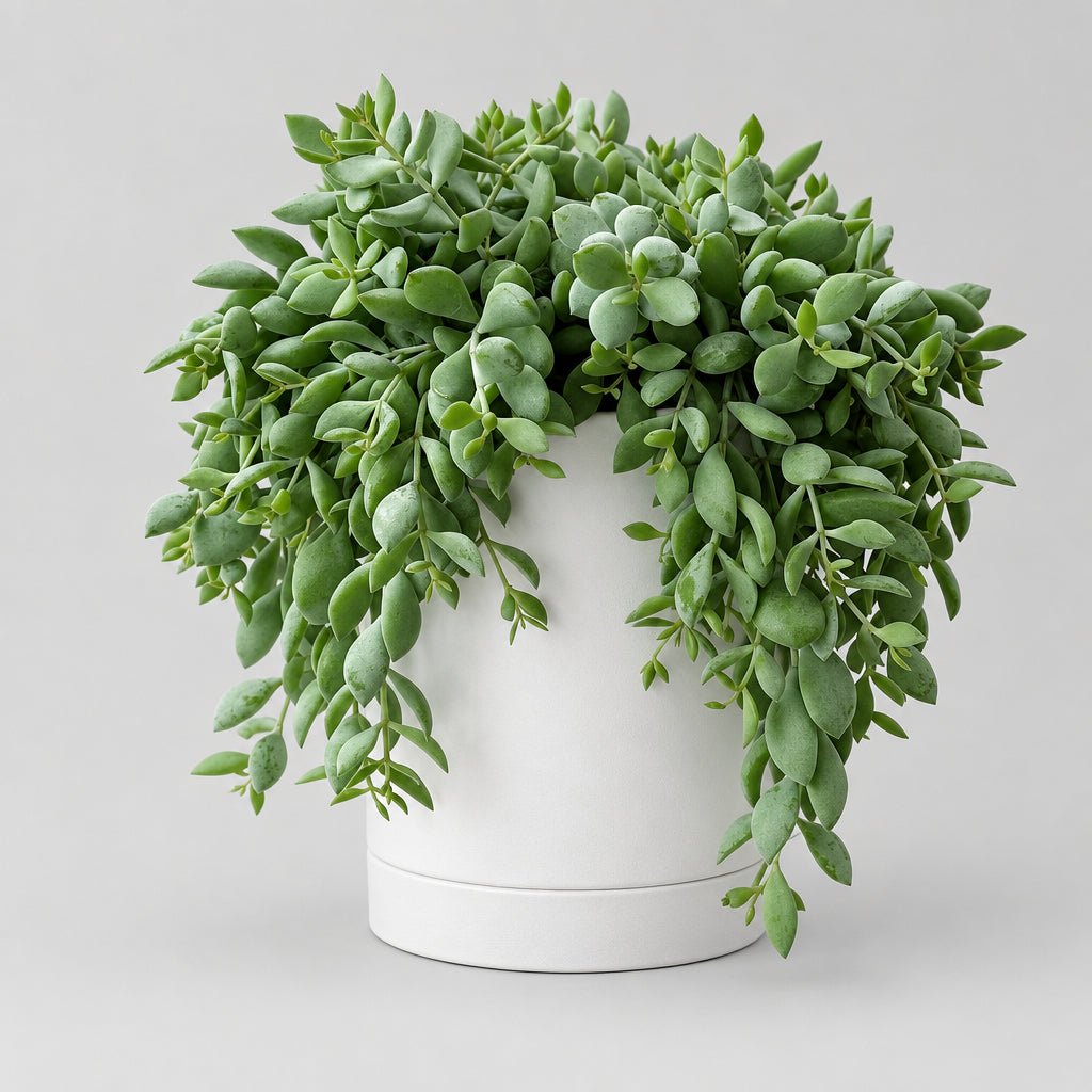 5" Cotyledon Pendens - Bloomfields