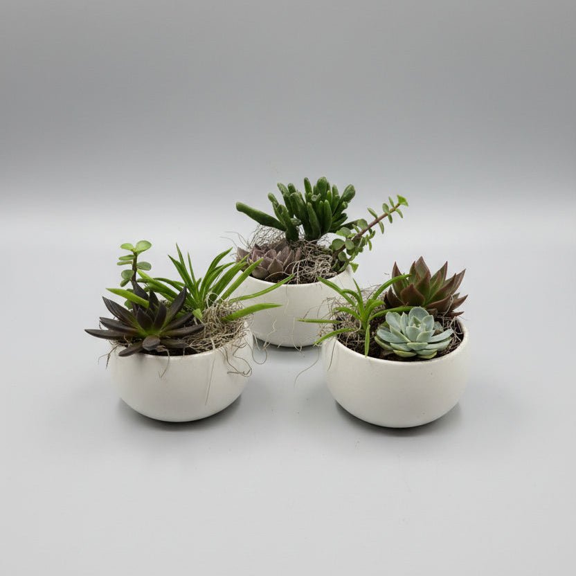 5" Mini Succulent Planter - Bloomfields