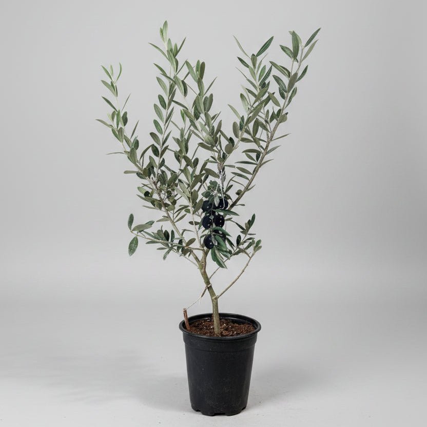 5" Olive in Grower's Pot - Bloomfields